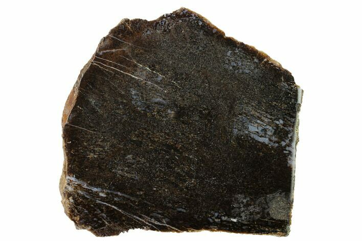 Polished Dinosaur Bone (Gembone) Section - Utah #151494